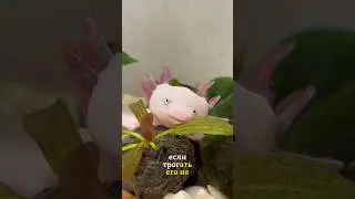 Получит ли аксолотль ожог от прикосновений? Отвечаю на вопросы❤️ 