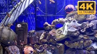 Virtual Fish Tank - 4K Clownfish Video with Nemo ⭐⭐⭐⭐⭐