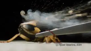 【33倍スロー】ミイデラゴミムシのガス噴射【Chronos 2.1 Highspeed】