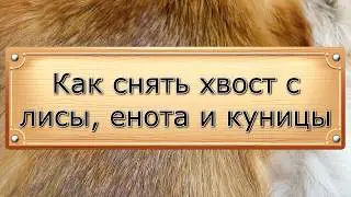 Как снять хвост с лисы, куницы и тд .
