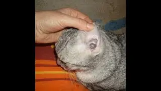 How to Clean a Kitten's Ears