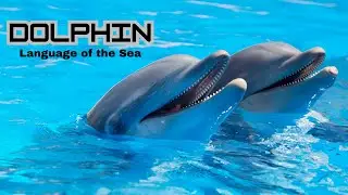 Dolphin Talk The Secret Language of the Sea