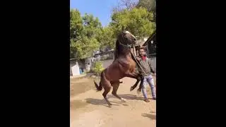 CABALLO FINO