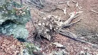 Водата "Студеница" до Буковете