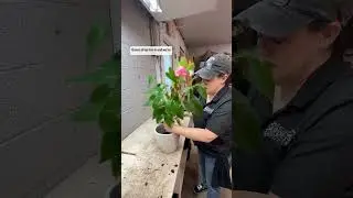 The Plant Infirmary: Up-Potting an (Overwatered) Anthurium Part 2
