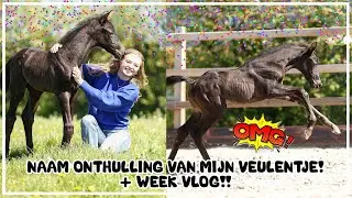 NAAM ONTHULLING VEULENTJE!!!😱😱💙💙 #joanneneidhoferhorses #vlog368