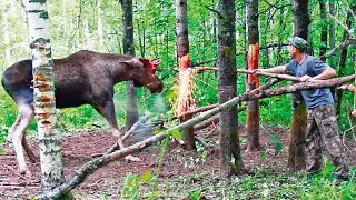 Разъяренный лось сломал все рога, атакуя внедорожник, причиной оказалась месть...