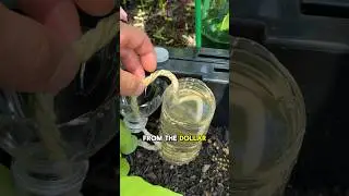 Here’s your next garden DIY project! Reusing plastic bottle to water your plants! 