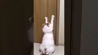The smart cat 🐱🤪😎 