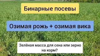 Озимая рожь + озимая вика. Ранняя зеленая масса.