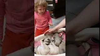 #мопсщенки