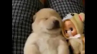 Спящая няшность