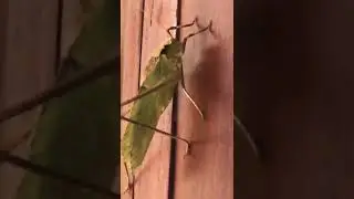 Amazing Green from the Insect world | Amazing size of insect