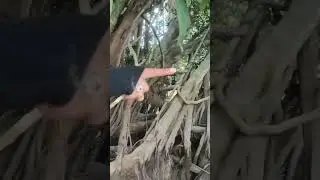 Spot Keren Banyak Buaya #animals #kakapmonster #sungai #toman #mancing #mancingmania