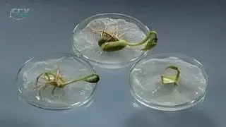 Seed. The importance of reserve substances for germination of seeds