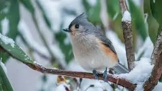 Meditation:  Experiencing the Here and Now (24’), with Jonathan Foust