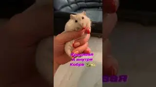 Красивая, а внутри Кобра! Хомяки! 