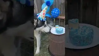 #shorts  #tiktok  #funny  #dog  #jokes  #top  #best  #cute  #subscribe  #animal