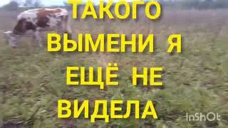 Выбираем коровок🐄