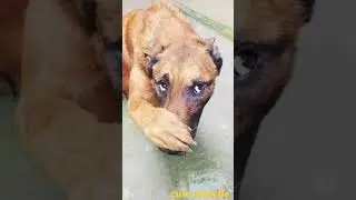 Dogs smell your socks🤣
