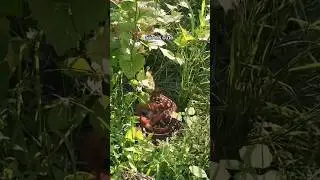 Is this a real Organic Valley farm?