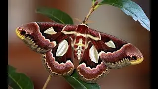 В саду тропических бабочек/Butterfly