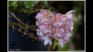В гостях у Владимира Маркина. Род Bulbophyllum, часть I