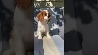 Бест Илреан Женни ❤️ #любовь #кавалеркингчарльзспаниель #собака #puppy