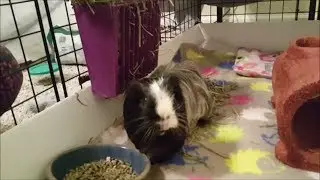 Adopting a Rescued Guinea Pig
