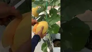 Проба 🔪🍈☀️