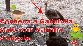 Cruzamento de Galo com Galinha D