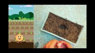 Planting ONION and cilantro + little tour of my LITTLE CONTAINER GARDEN