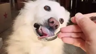 Slow motion video of dog eating Greek yogurt