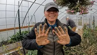FINAL Greenhouse Garden Harvest, TOMATO HANDS & INSULATING our SOLAR ROOM