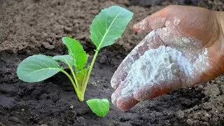 КЛАДУ ЭТО В ЛУНКУ С КАПУСТОЙ, И КИЛЫ НЕ БЫВАЕТ!