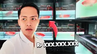 Masuk Rumah Kolektor Arwana Super Red Legend Jakarta Barat | Ada Ikan Seharga Mobil!