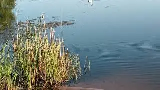 один лебедь на озере, 28.07.2024