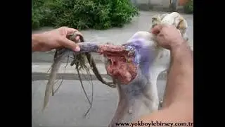 Ölmek Üzere Olan Köpeğin Harika Kurtuluşu