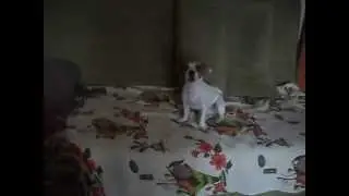 Джек рассел Джеки поет свою песню!
