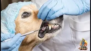 TOP #83: The Importance of Dental Health for Dogs