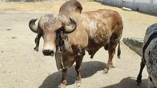 Finest kundha gir bull