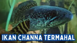 The Most Expensive Type of Channa Fish, Costing Up to Tens of Millions!