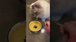 They were so confused lol 