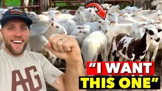 I VISITED A 1000 ACRE SHEEP FARM & TOOK SOME HOME WITH ME