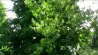 Махмадали Умаров ери чафокор