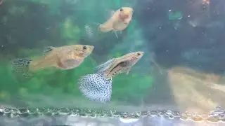 New Fish & New Friends