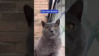 Can cats dream? Here's what science says 🤩😺 #shorts