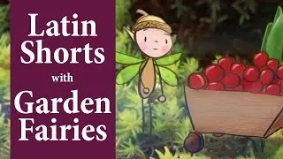 Latin Shorts: Pound, Weight (lb.)