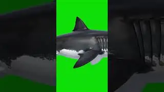 Great White Shark Green Screen Effect 