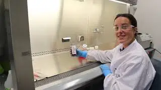 How to do a Hybridoma Fusion